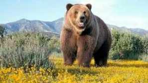 Hnedý medveď: kde býva, čo má všetko a čo sa živí